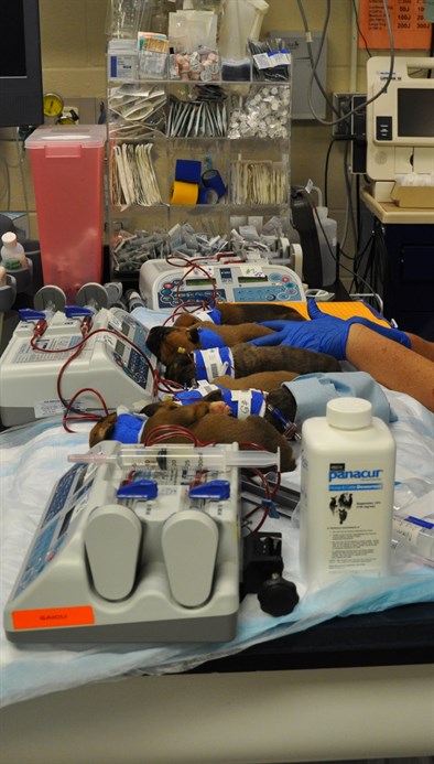 puppy transfusion2 puppy transfusion2
